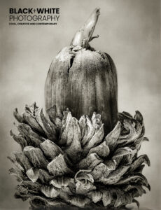 Black+White Photography 311 Cover