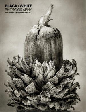 Black+White Photography 311 Cover